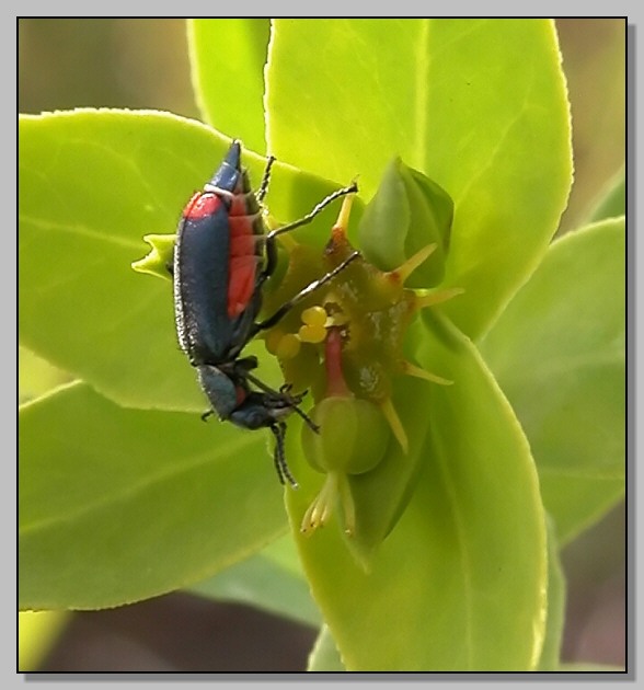 Clanoptilus sp. e Melasoma populi